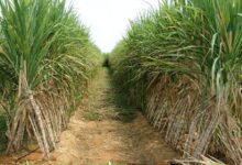 توريد 2.49 مليون طن قصب لمصانع شركة السكر والصناعات التكاملية خلال موسم 2025/2026