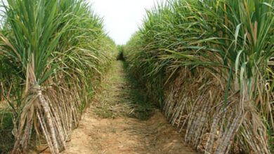 توريد 2.49 مليون طن قصب لمصانع شركة السكر والصناعات التكاملية خلال موسم 2025/2026