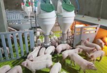 كوريا الجنوبية تسجل 3 إصابات جديدة بحمى الخنازير الإفريقية.. والإجمالي يرتفع إلى 14 حالة