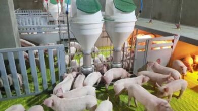 كوريا الجنوبية تسجل 3 إصابات جديدة بحمى الخنازير الإفريقية.. والإجمالي يرتفع إلى 14 حالة