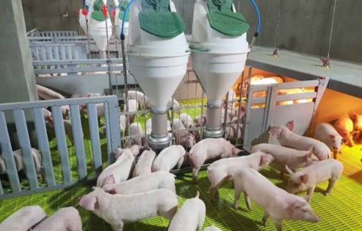 كوريا الجنوبية تسجل 3 إصابات جديدة بحمى الخنازير الإفريقية.. والإجمالي يرتفع إلى 14 حالة