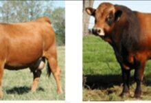 «الزراعة» تصرف 297 مليون جنيه تمويلاً جديداً للمشروع القومي للبتلو