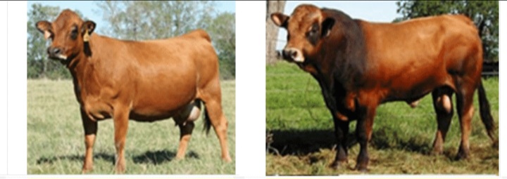 «الزراعة» تصرف 297 مليون جنيه تمويلاً جديداً للمشروع القومي للبتلو